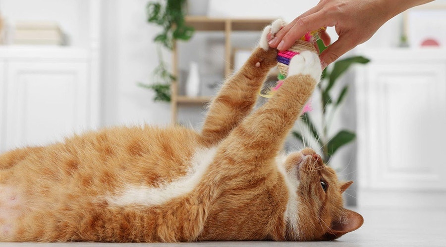 Frau spielt mit rothaariger Katze zu Hause