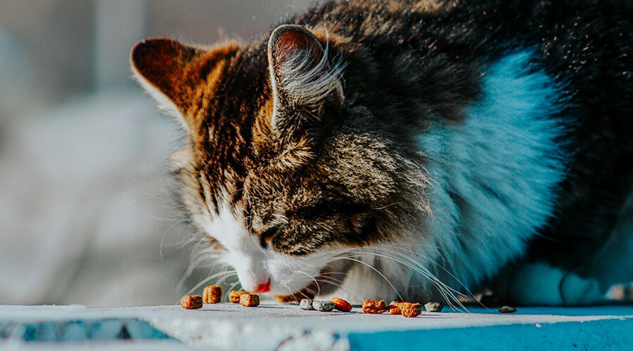 Katze isst ihr Futter vom Boden