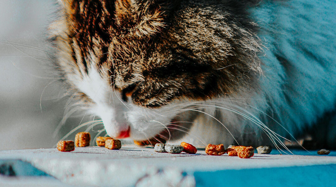 Katze isst ihr Futter vom Boden