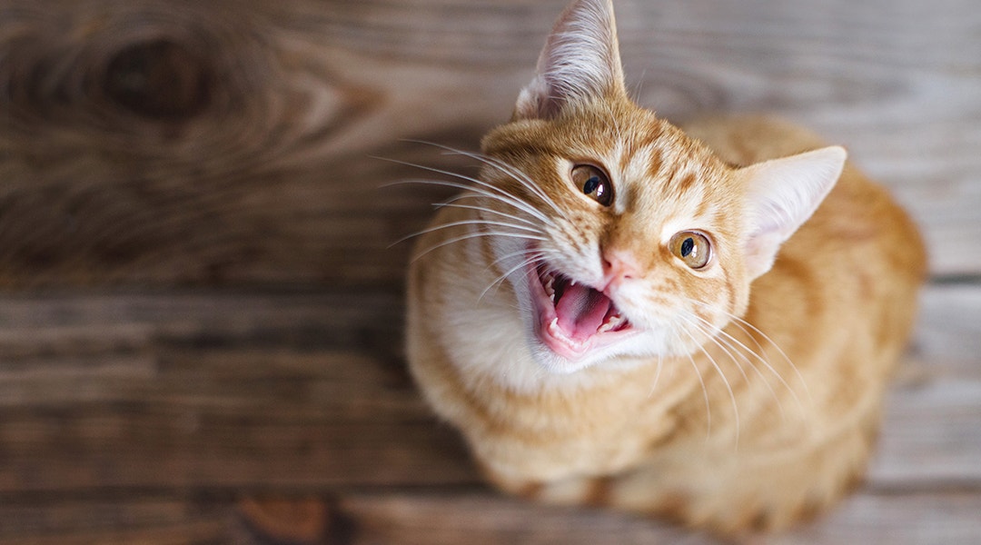 Katze sitzt auf Holzboden und schaut miauend nach oben