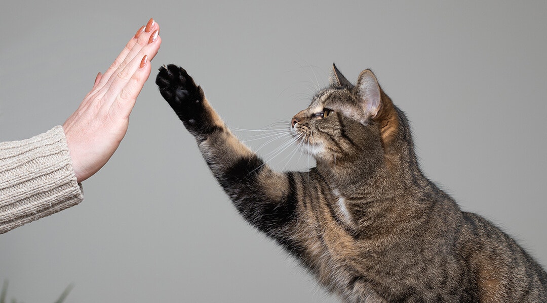 Katze, die auf einem Esstisch steht und ihre Pfote hebt, um ihrem Besitzer ein High Five zu geben