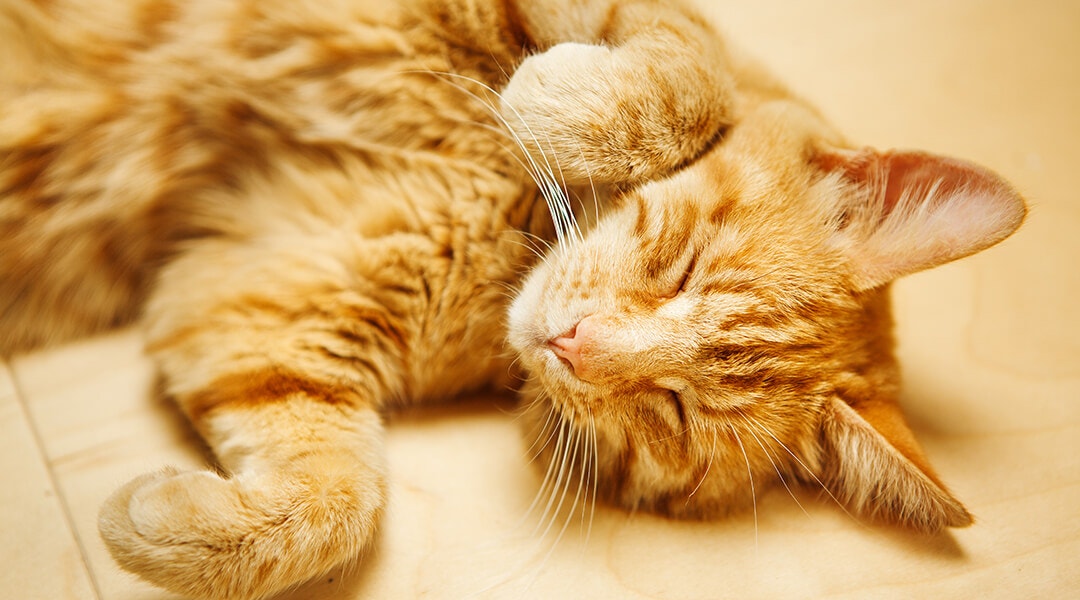 Orangefarbene Katze schläft seitlich auf dem Boden mit leicht angewinkelten Vorderpfoten