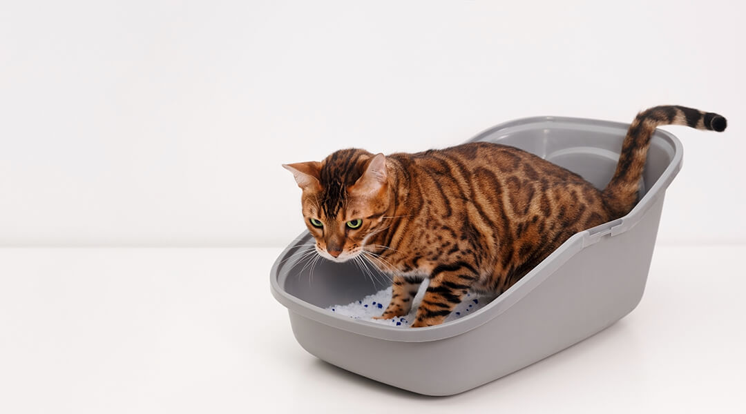 Bengalische Katze pinkelt in graues Katzenklo auf weißem Hintergrund