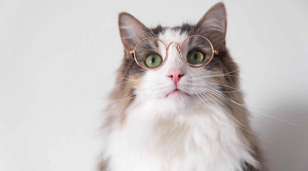 Graue und weiße Katze mit Brille, die nach oben schaut
