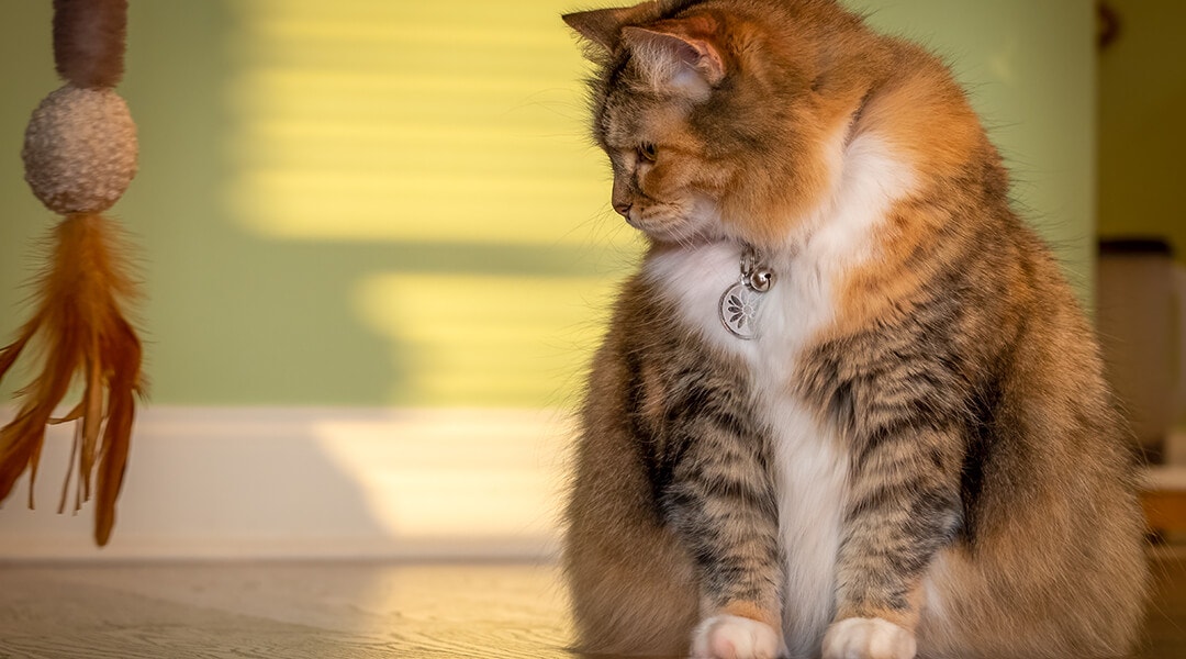 Eine kleine Rassekatze starrt nonchalant auf ein baumelndes Spielzeug