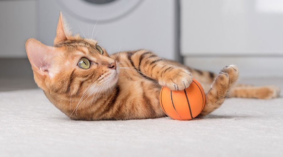Eine Katze spielt mit einem Ball auf dem Boden