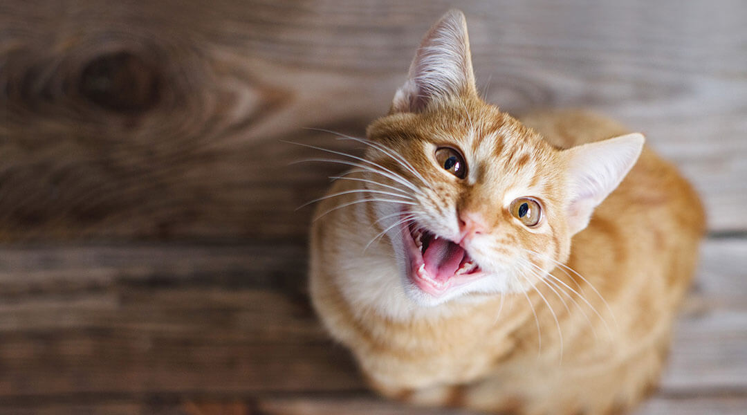 Katze͏n͏geräus͏che: W͏a͏s bedeuten sie?