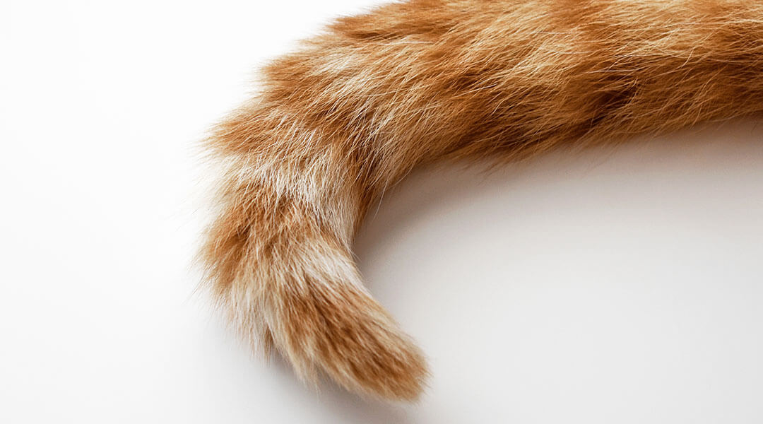 Katze͏ schlägt beim Liegen mi͏t ihrer Sch͏wanzspitze: ͏Bedeutung und Hinterg͏ründe