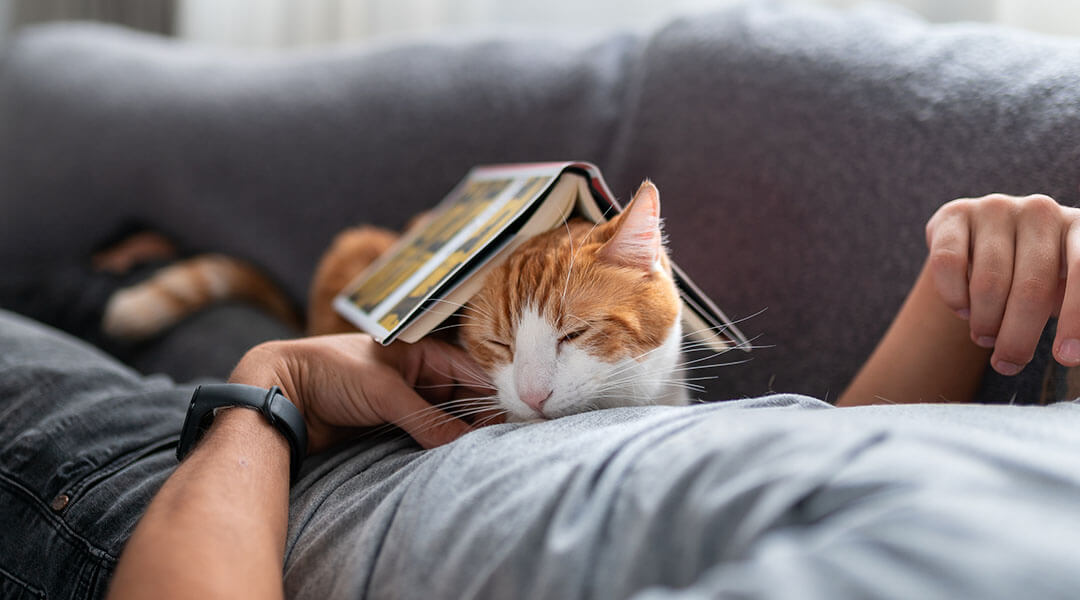 Katze unter einem Buch auf der Brust eines Mannes liegend.