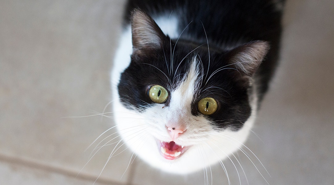 Schwarz-weiße Katze miaut