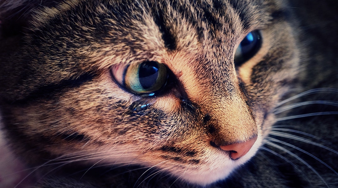 Nahaufnahme einer weinenden Katze