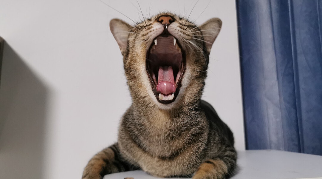 Die Katze jault und miaut