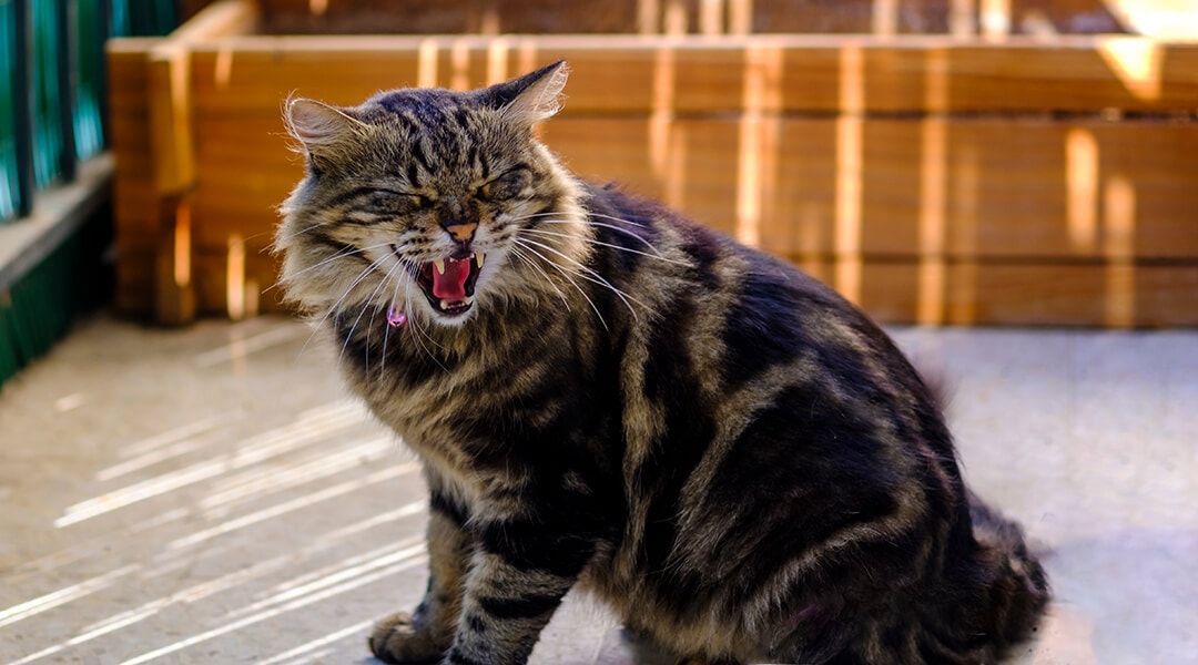 Wütende grau-getigerte Katze, die knurrt.