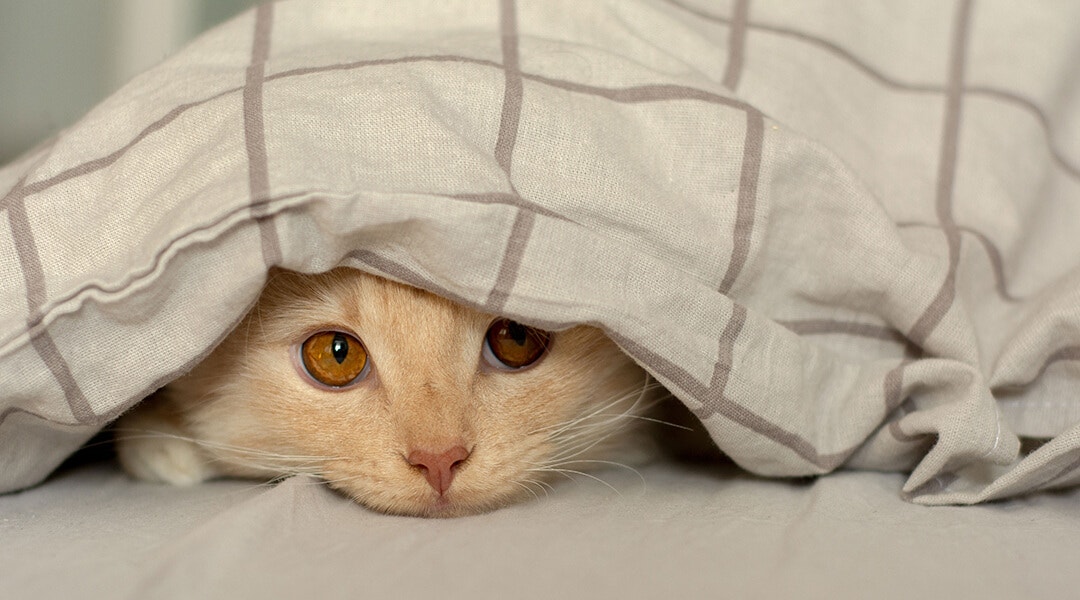 Katze versteckt sich unter der Decke und schaut in die obere rechte Ecke – rotes Kätzchen, gelbe Augen, flauschig, Wolle, Nahaufnahme, Hauskatze, Haustier.