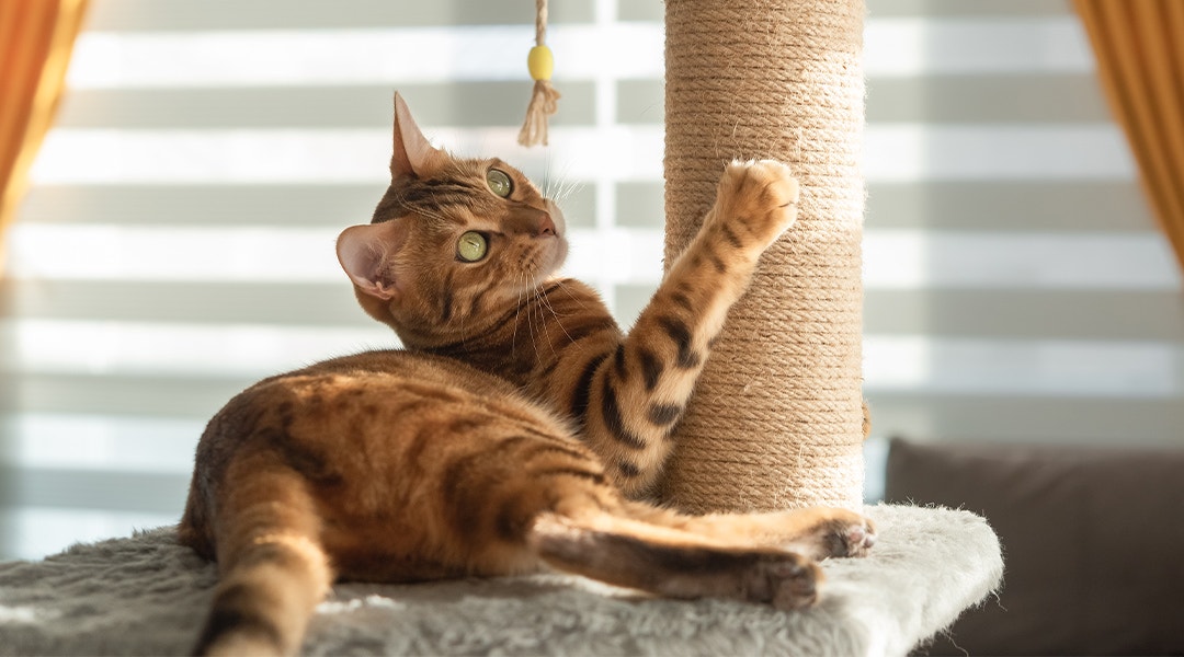 Rot getigerte Katze liegt auf einem Kratzbaum und kratzt mit einer Pfote.