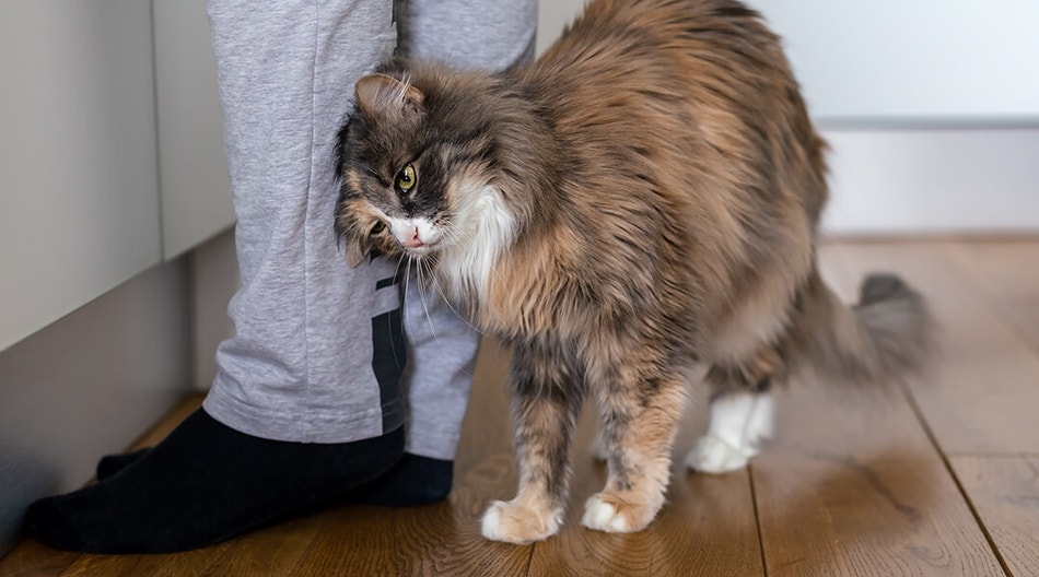 Katze, die ihren Kopf am Bein ihres Besitzers reibt