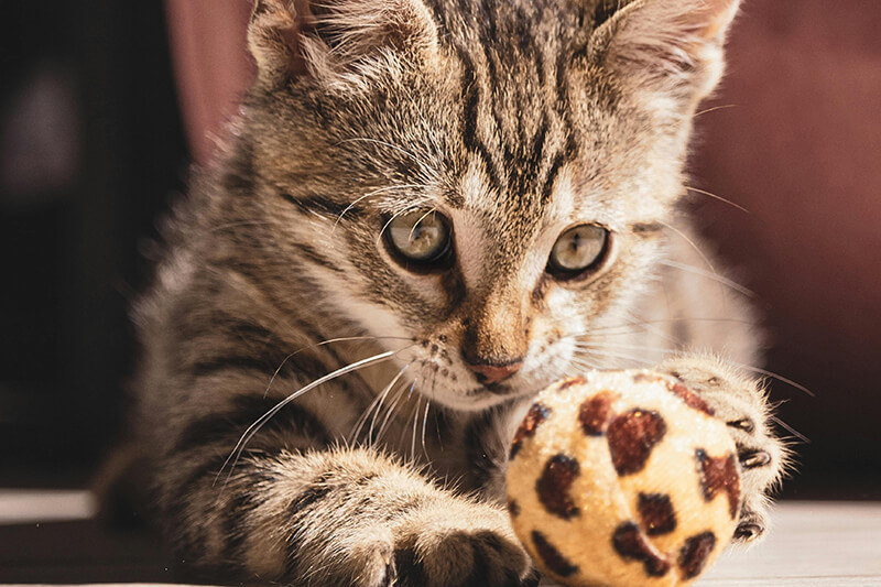 Katze spielt mit Ball