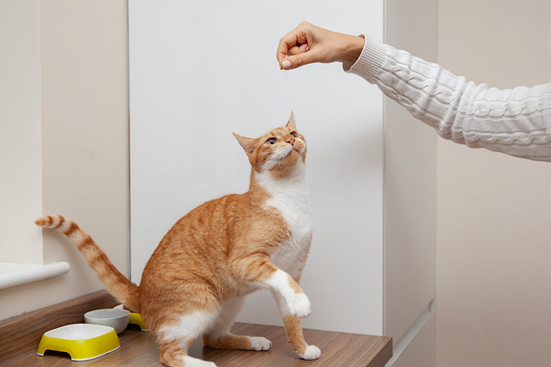 Orange-weiße Katze sitzt auf einem Holzschrank und hebt eine Pfote, um an ein Leckerli zu kommen.
