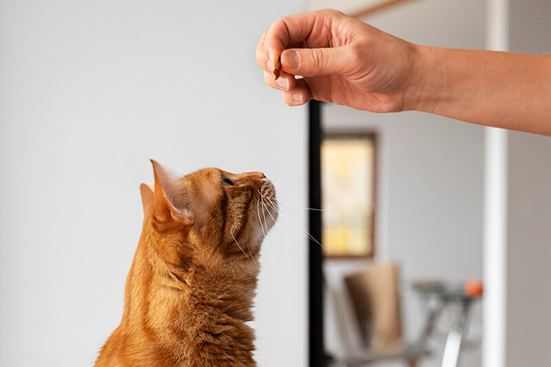 Katze blickt sehnsüchtig in Richtung eines Leckerlis, das die Besitzerin in der Hand hält.