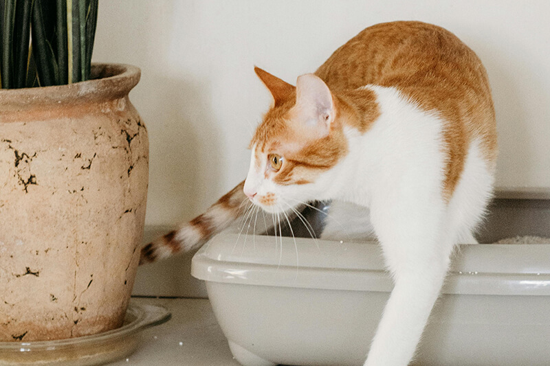 Orange-weiße Katze steigt aus grauem Katzenklo