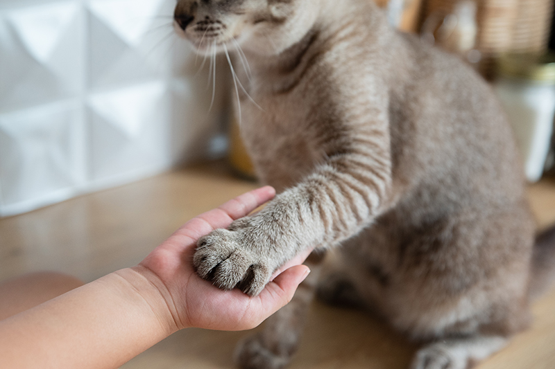 Besitzer trainiert Katze zum Geben der Hand