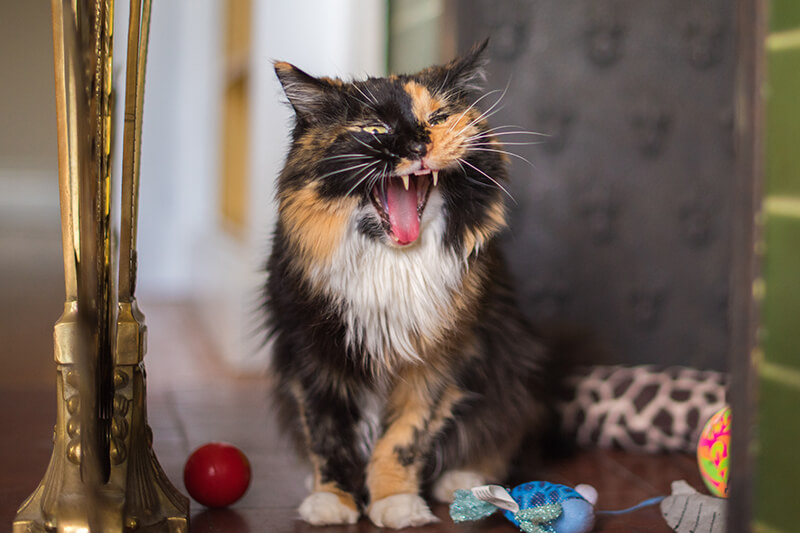 Lustige und schöne Calico-Katze gähnt und zieht dabei eine alberne Grimasse in die Kamera, während sie sich in einem kleinen Rückzugsort mit all ihren Spielsachen versteckt.