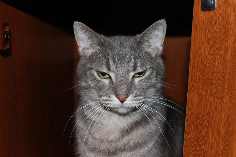 Graue Katze, die scheinbar 