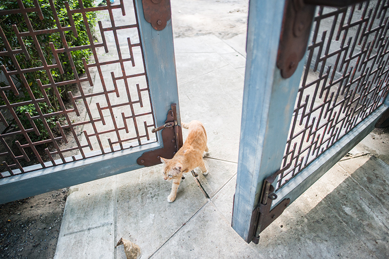 Rote Katze geht durch das Tor