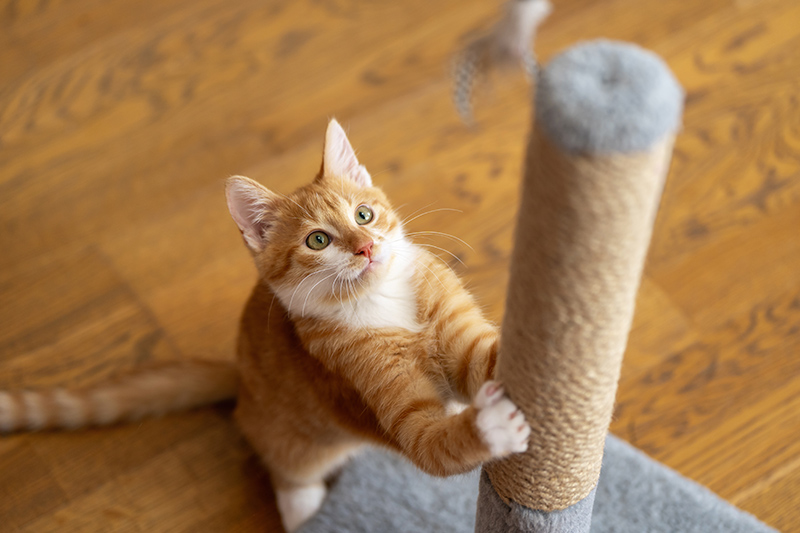 Rot getigerte Katze kratzt mit Vorderpfoten am Kratzbaum.